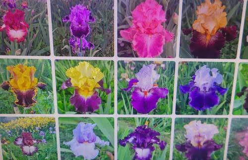 Iris germanica color - iris,
