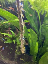 5x Pack Of Shrimp Lollies