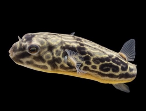 Mbu puffer fish we - (we, only