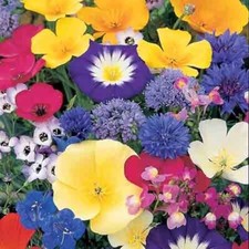 100 wild flower seeds - 100%,