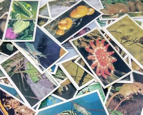Vintage cigarette cards of - vintage,
