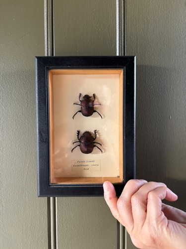 Framed purple scarab beetles - purple,