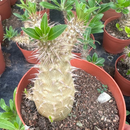 8cm pachypodium rosulatum - 8cm,