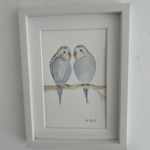 Pair blue budgerigars - pair,