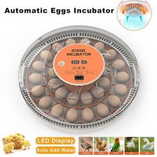 🔥30 Eggs Fully Automatic