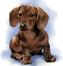 Dog Diamond Painting Kit for