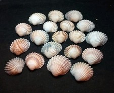200gm Medium Sea Cockle Shells Art Craft Supplies, Fish Tank Decor. Free UK P&P