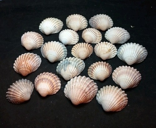 200gm medium sea cockle shells - 200gm,