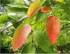 Nothofagus obliqua, SOUTHERN