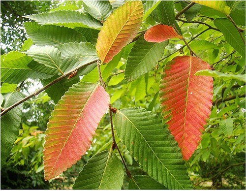 Nothofagus obliqua southern - nothofagus,