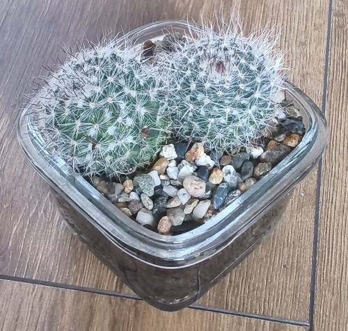 Mammillaria cactus houseplant