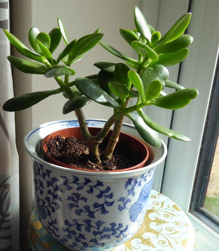 Crassula ovata jade - crassula-ovata, house