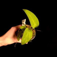 Monstera sp. Green Velvet -