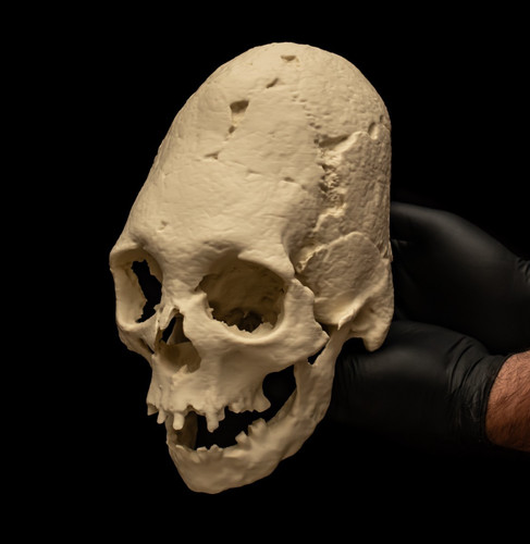 Human skull replica - human,