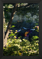 Koi Pond in Forest Framed Wall