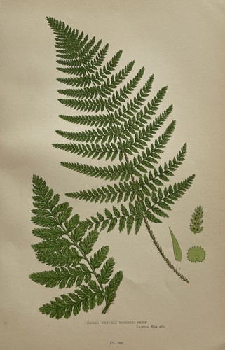 1900 color botanical print - 1900,
