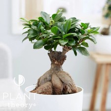 40cm Ficus Microcarpa Ginseng