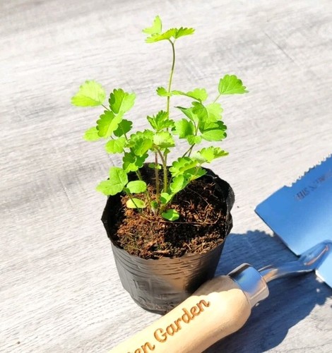 Cucumber flavoured perennial - cucumber-flavoured,