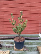 Pinus parviflora  Adcocks