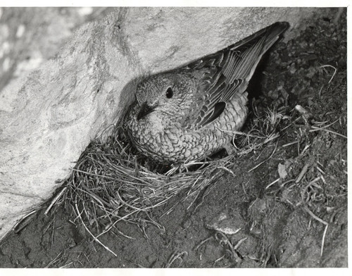 The rock thrush monticola - rock,