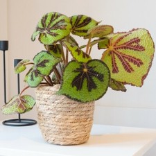 T&M Houseplant Begonia