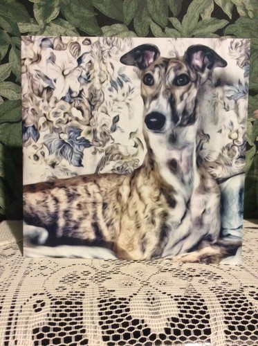 Greyhound lurcher - greyhound, ,