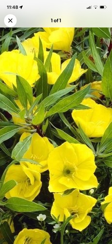 Evening primrose oenothera - 2,