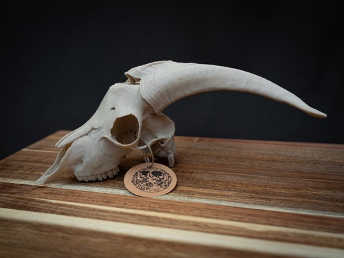 Scaled down goat skull replica - goat,