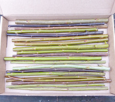 20 x 20cm Mixed Varieties