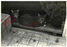 Picture Postcard-:Cats, Kajak & Frits [Art Unlimited]