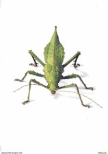 Animals - Insects - Jungle nymph stick insect - Heteropteryx dilatata - The Nat