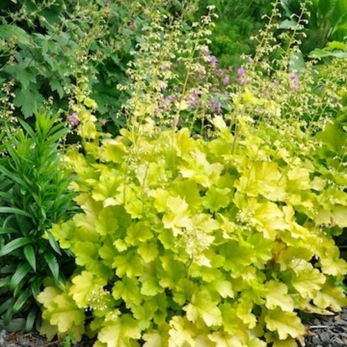Heuchera lime marmalade - 'lime,