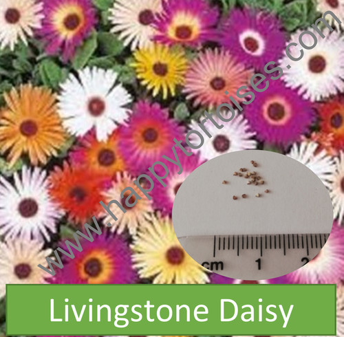 Deluxe tortoise flower seeds - deluxe,