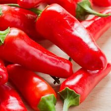 Chilli Plants - 'Apache' - 9 x