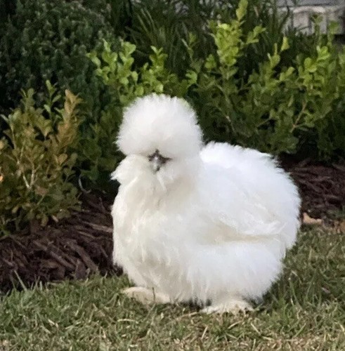 Sale show quality - show,