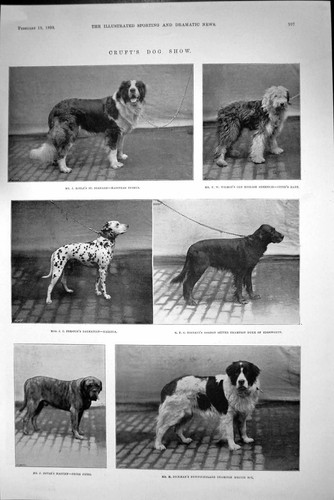 Old print 1898 - 1898, crufts