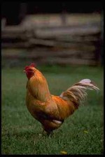 477094 Rhode Island Red Rooster A4 Photo Print