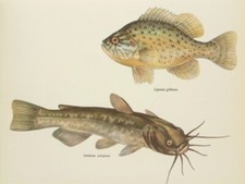 PUMPKINSEED SUNFISH & BROWN