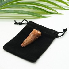 Genuine Spinosaurus Tooth