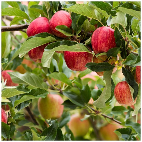 Gala apple tree - 4-5ft,, a