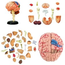 4D Disassembled Anatomical Human Brain Medical model Anatomy Tool PVC MINI