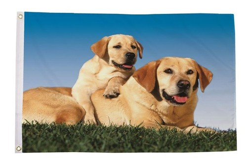 Labrador dogs 5x3 - dogs,