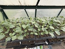 Cucumber Plants