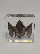 REAL Bat In Resin Block Bat