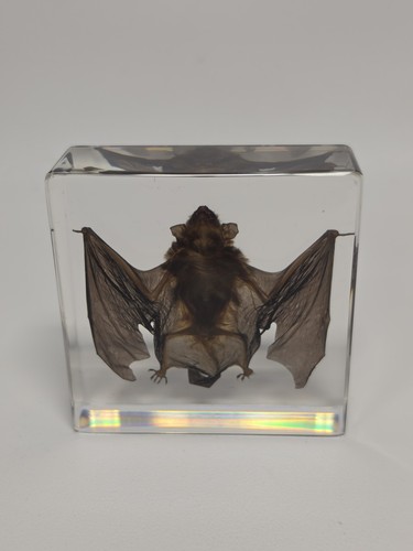 Real bat resin block - in,