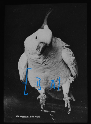 Photo cockatoo bird - photo,