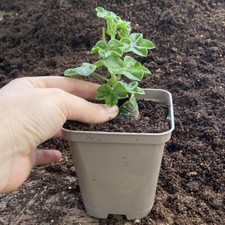 Recyclable Square Taupe-Grey