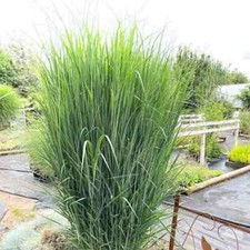 Panicum Virgatum Northwind 3lt Pot Grasses Plants to your door
