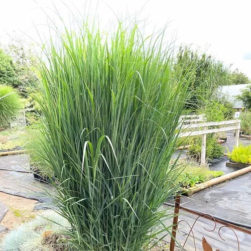 Panicum virgatum northwind 3lt - panicum,