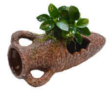 Aquarium Deco AMPHORA Pot with ANUBIAS LIVE PLANT EU Grown Shrimp & Snail Safe